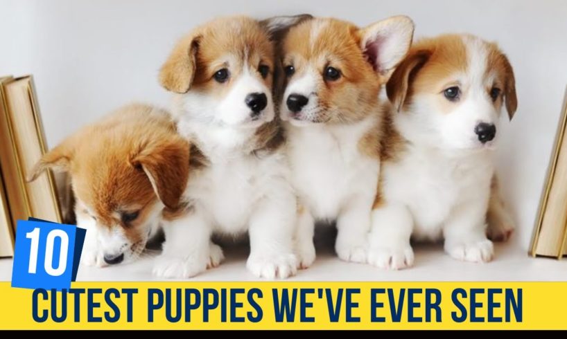 Discover 10 of the Cutest Puppies We've Ever Seen