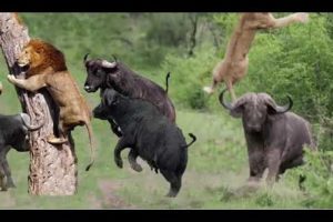 Discovery Wild Animal Fights