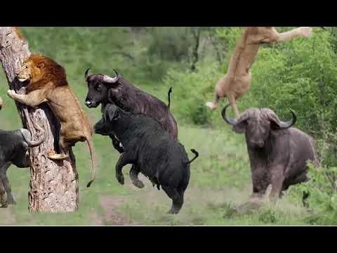 Discovery Wild Animal Fights