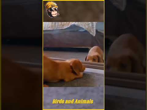 Dog Is Playing With Its Reflection | Animals | #Shorts