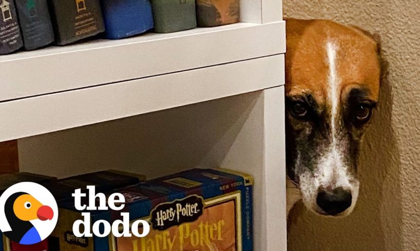 Dog Overcomes All Her Fears, One By One | The Dodo Foster Diaries