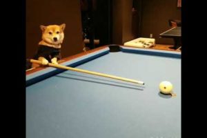 Dog Playing Pool! #Animals #Shorts