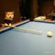 Dog Playing Pool! #Animals #Shorts