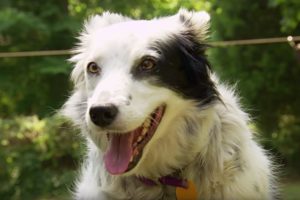 Dog Understands 1022 Words! | Super Smart Animals | BBC Earth