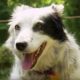 Dog Understands 1022 Words! | Super Smart Animals | BBC Earth