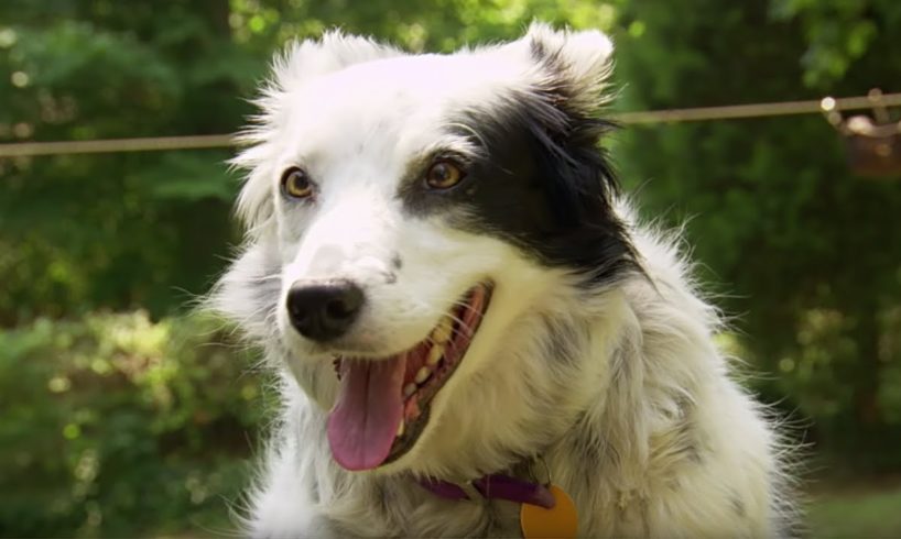 Dog Understands 1022 Words! | Super Smart Animals | BBC Earth