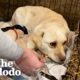 Dog Who Was Feral Her Whole Life Finally Goes For Her First Walk | The Dodo Foster Diaries