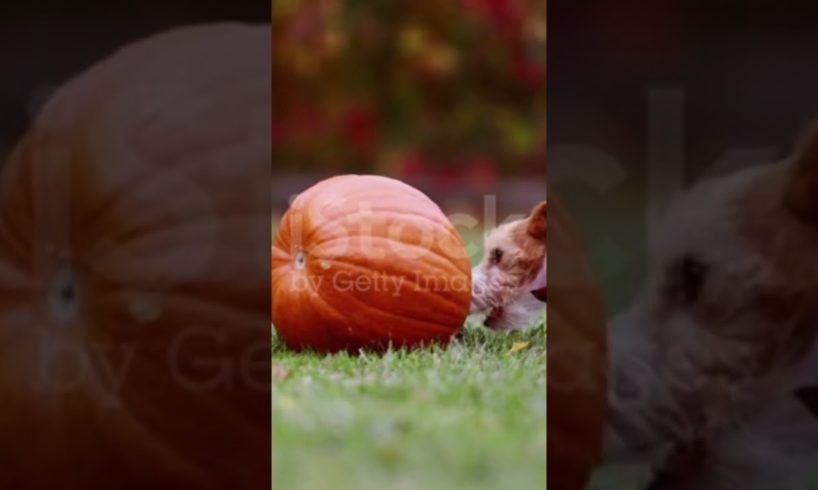 Dog playing with pumpkin | animiology