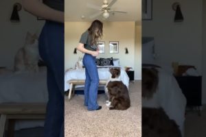 Doggos Doing Funny Things Cutest Puppies