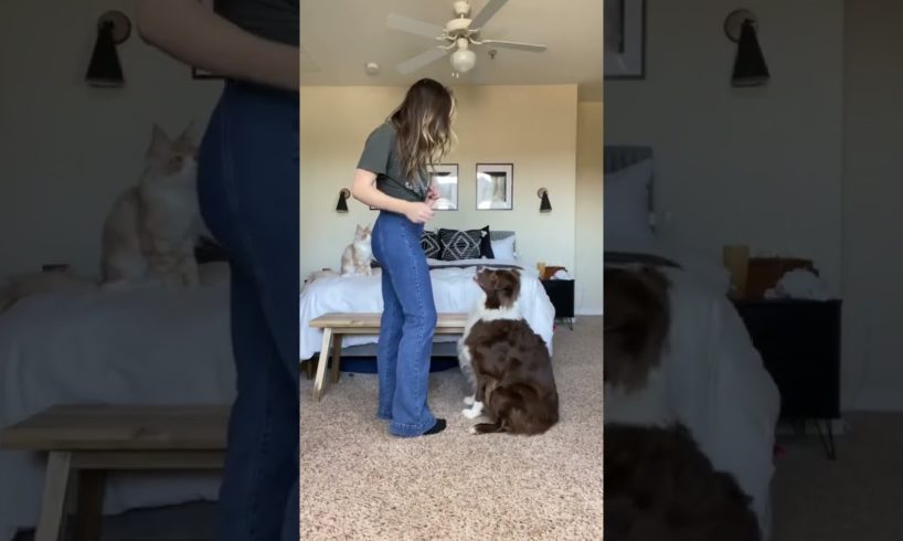 Doggos Doing Funny Things Cutest Puppies