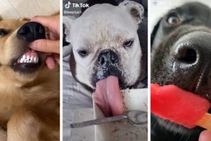 Doggos Doing Funny Things! 🐶 Funniest & Cutest PUPPY Videos 2022 😂