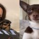 Doggos Doing Funny Things Tiktok | Cutest Puppies Tiktok Compilation