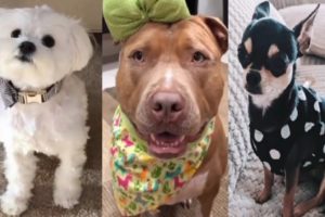 Dogs Being Dogs | Funny doggos of Tiktok | Cutest Puppies of Tiktok