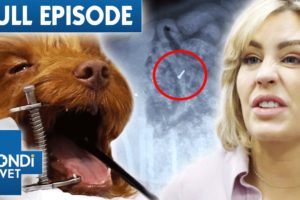 Drawing Pin Extracted From Puppy's Stomach 🤯 | Bondi Vet Coast to Coast S4EP2 | Full Episodes