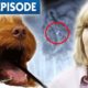 Drawing Pin Extracted From Puppy's Stomach 🤯 | Bondi Vet Coast to Coast S4EP2 | Full Episodes