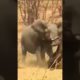 ELEPHANTE ATTACKS BUFFALO /WILD ANIMALS FIGHT COMPILATION
