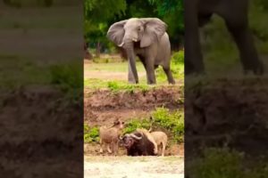 ELEPHANTE SAVES BUFFALO FROM LION ATTACKS/WILD ANIMALS FIGHTING COMPILATION