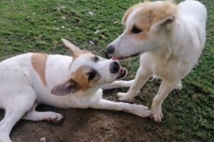 Early morning jogging time Cutest puppies on the park / jogging vlogs no_2 #ladyvlogernirmala