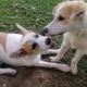 Early morning jogging time Cutest puppies on the park / jogging vlogs no_2 #ladyvlogernirmala