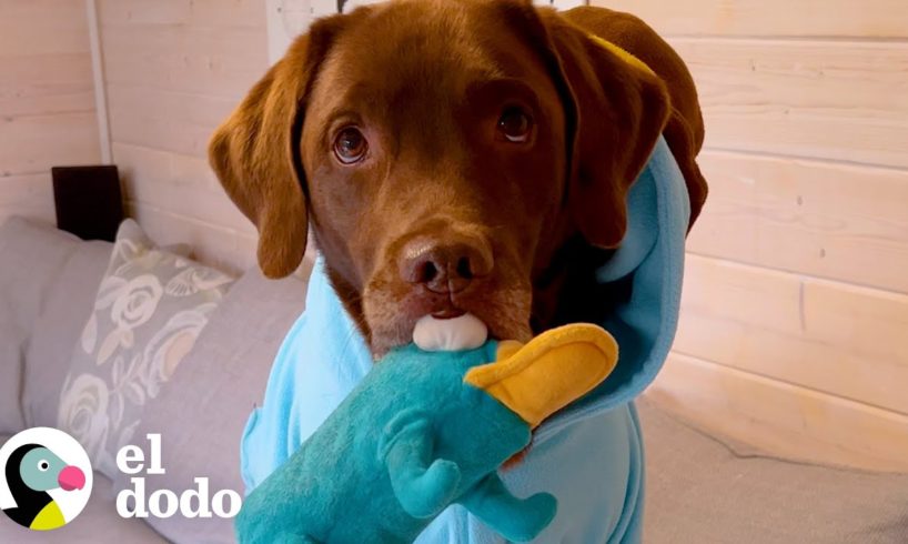 El mejor amigo de este labrador es Perry el Ornitorrinco | El Dodo