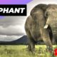 Elephant 🐘 One Of The Most Intelligent Animals In The World #shorts #elephant #intelligent animal