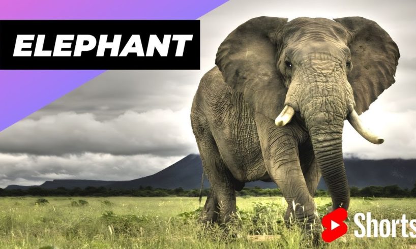Elephant 🐘 One Of The Most Intelligent Animals In The World #shorts #elephant #intelligent animal