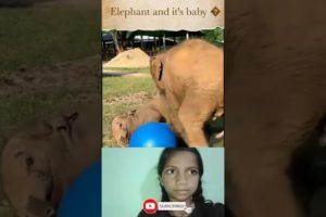 Elephant and it's baby are playing with balloon 🐘#shorts #animals