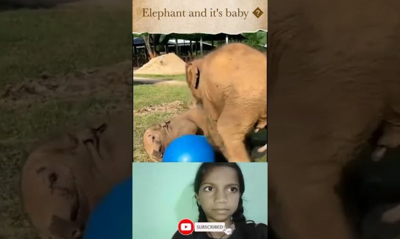 Elephant and it's baby are playing with balloon 🐘#shorts #animals