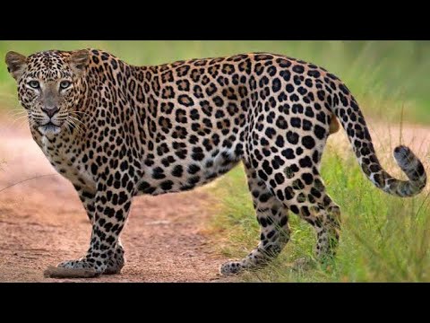Encounter with Leopard | Tendua | Tendua kaisa hota hai | Pahadi Bagh
