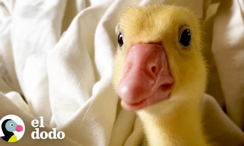 Este no es un ganso normal | El Dodo
