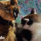 Estos gatos mayores se enamoraron durante su jubilación | Cat Crazy | El Dodo