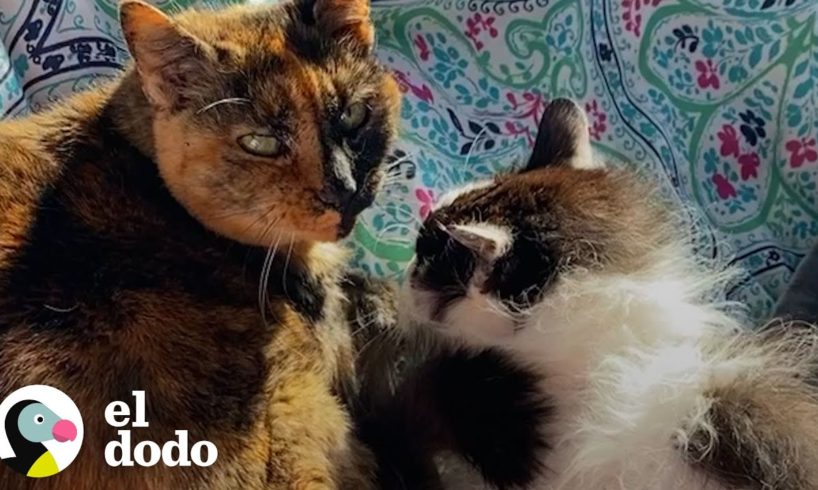 Estos gatos mayores se enamoraron durante su jubilación | Cat Crazy | El Dodo