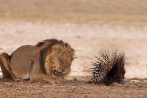 Extreme fight Lion vs Porcupine, Wild Animals Attack