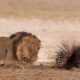 Extreme fight Lion vs Porcupine, Wild Animals Attack