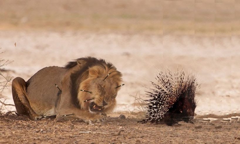 Extreme fight Lion vs Porcupine, Wild Animals Attack