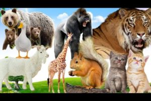 Farm animals:- Animal sounds cow, horse, sheep, goat, chicken, duck...