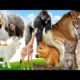 Farm animals:- Animal sounds cow, horse, sheep, goat, chicken, duck...