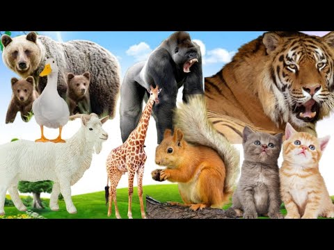 Farm animals:- Animal sounds cow, horse, sheep, goat, chicken, duck...