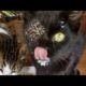 Feeding and Rescue Miserable Steet CAT Living On The Outside (Animal Rescue Video)