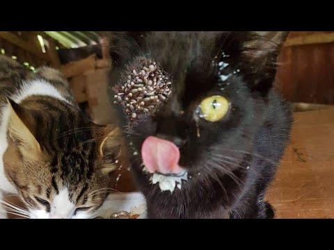 Feeding and Rescue Miserable Steet CAT Living On The Outside (Animal Rescue Video)