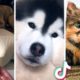 Funniest ANIMALS & Cutest PETS! 🐶 (Best Compilation) 😻