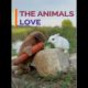 Funniest Aminals Things- Animals Playing with each other