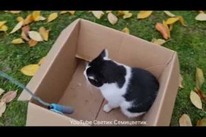 Funniest Animals! Funny Cats! #38 Funny cat has fun playing with a skipping rope!おもしろネコちゃんが楽しく縄跳び遊び！