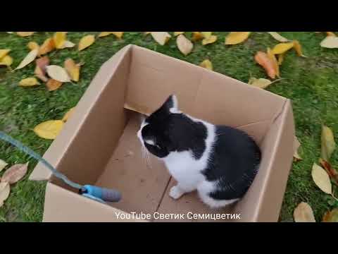Funniest Animals! Funny Cats! #38 Funny cat has fun playing with a skipping rope!おもしろネコちゃんが楽しく縄跳び遊び！