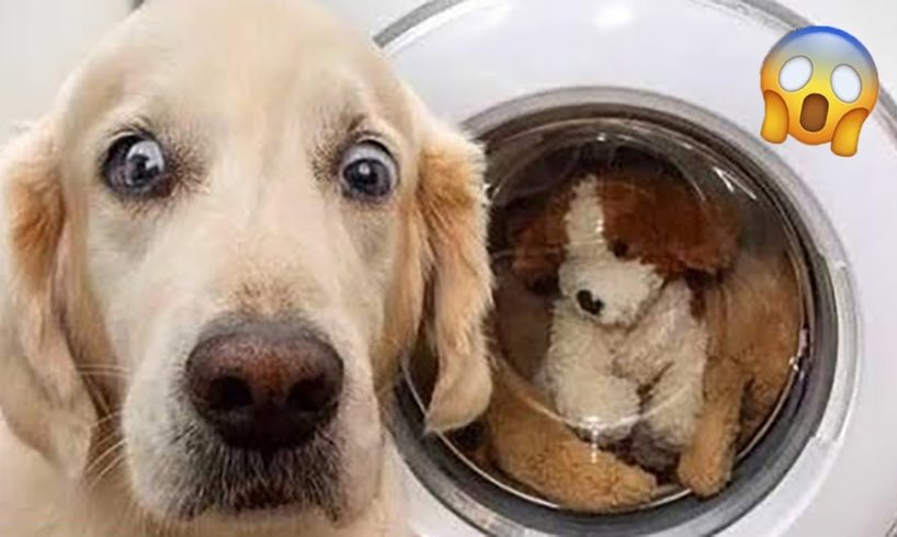 Funniest Animals Videos 2022😂 - Best Funny Cats😹 and Dogs🐶 Videos!