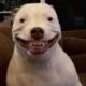 Funniest Animals Videos 2022 🐧 - Try Not To Laugh Dogs And Cats 😁