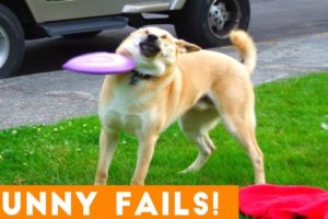 Funniest Animals fails 2022 | Best Fails of The Week: Funniest Fails Compilation | TRY NOT TO LAUGH