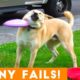 Funniest Animals fails 2022 | Best Fails of The Week: Funniest Fails Compilation | TRY NOT TO LAUGH