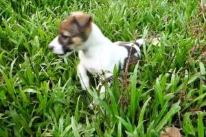 Funniest & Cutest Puppies   Funny Puppy Videos Cute and Funny Dog Videos Minutes of Funny Puppy