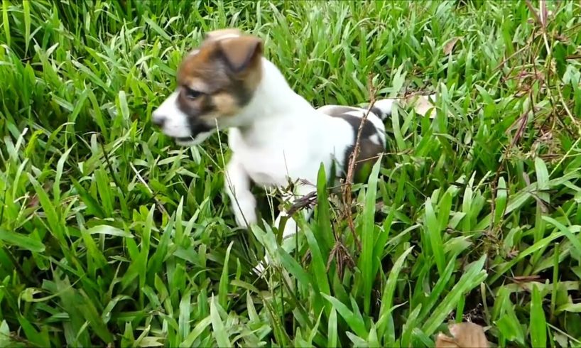 Funniest & Cutest Puppies Funny Puppy Videos Cute and Funny Dog Videos Minutes of Funny Puppy